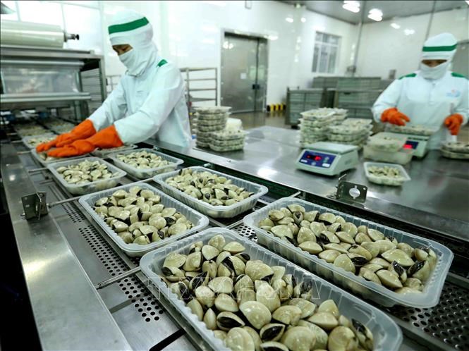 Les mollusques et coquillages du Vietnam de plus en plus populaire en UE
